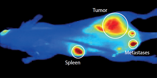 How to improve your 3R's for ethical animal research with multimodal imaging