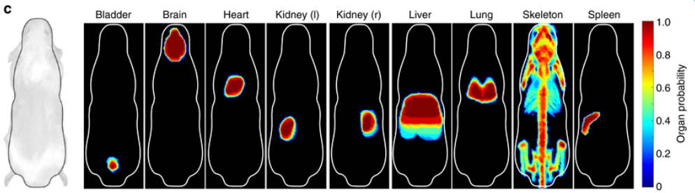 invivo Analytics (invivo.ax) Organ Probability Map for advanced in-vivo bioluminescence mouse imaging
